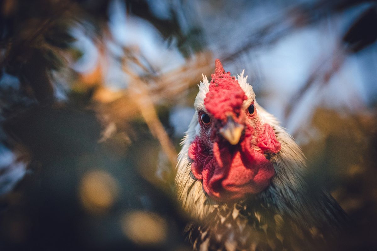 XXXV Międzynarodowe Sympozjum Polskiego Oddziału Światowego Stowarzyszenia Wiedzy Drobiarskiej PB WPSA połączone z 9th International Scientific Symposium „POULTRY DAYS 2025“